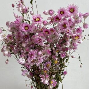 Rhodanthe Daisy, Natural Pink, Dried, 40-50cm