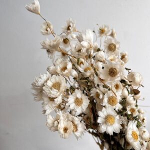 Rhodanthe Daisy, Natural White, Dried, 40-50cm