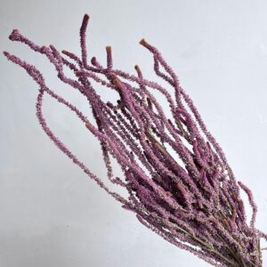Pink Poker, Natural Lilac Pink, Dried (Statice Suworowii) up to 70cm