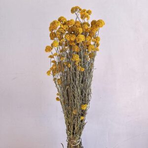 Sanfordii, Natural Yellow, Dried (Helipterum) 60cm