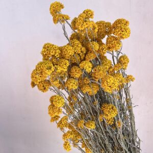 Sanfordii, Natural Yellow, Dried (Helipterum) 50cm