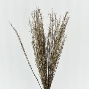 Saras Grass, Natural Light Brown, Dried, up to 65cm