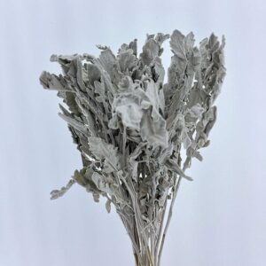 Dusty Miller, Natural Light Grey, Dried (Jacobaea maritima) 50cm