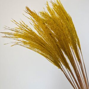 Miscanthus Silver Grass, Deep Yellow, Dried, 75cm