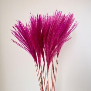 Miscanthus Silver Grass, Magenta Pink, Dried, 75cm
