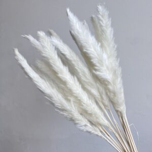 Mini Pampas, White, Dried (Tail Reed) 70cm
