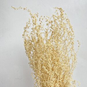 Stoebe, Bleached Creamy White, Dried, up to 60cm