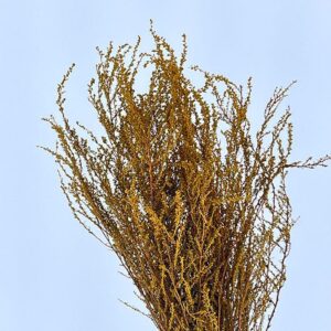 Solidago Plant, Deep Yellow, Dried (Golden Rod) 50cm