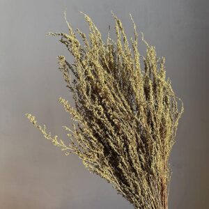 Solidago Plant, Natural, Dried (Golden Rod) approx 50cm