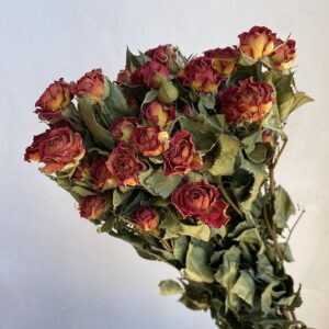 Spray Roses, Natural Orange, Dried, 50-60cm