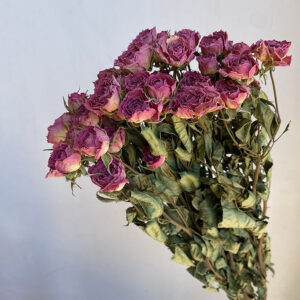 Spray Roses, Natural Pink, Dried, 50-60cm