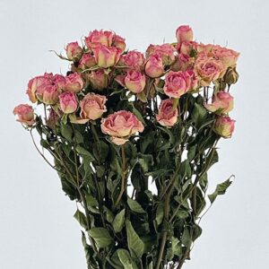 Spray Roses, Natural Pale Pink, Dried, 60cm