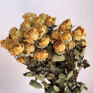 Spray Roses, Natural Yellow, Dried, 50-60cm