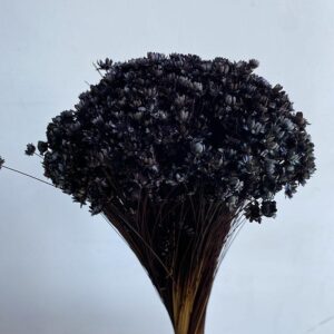 Star Flower, Black, Dried (Glixia) 100g 35-50cm
