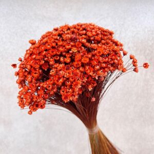Star Flower, Burnt Orange, Dried (Glixia) 100g 30-50cm