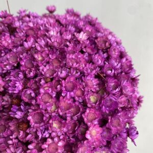 Star Flower, Magenta Shades, Dried (Glixia) 100g 30-50cm