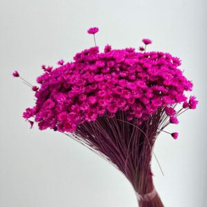 Star Flower, Hot Cerise Pink, Dried (Glixia) 100g 30-50cm