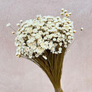 Star Flower, Natural White, Dried (Glixia) 100g 45cm