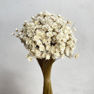 Star Flower, Natural White, Dried (Glixia) 50g 50cm
