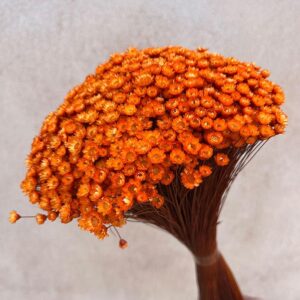 Star Flower, Orange, Dried (Glixia) 100g 30-50cm