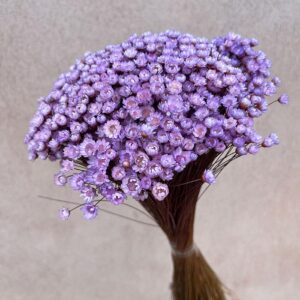 Star Flower, Pale Lilac, Dried (Glixia) 100g 30-50cm