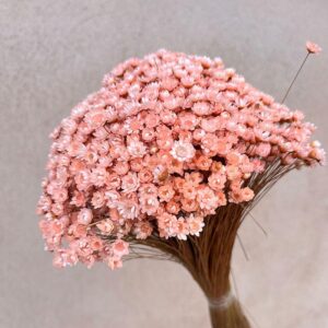 Star Flower, Pale Peach, Dried (Glixia) 100g 30-50cm