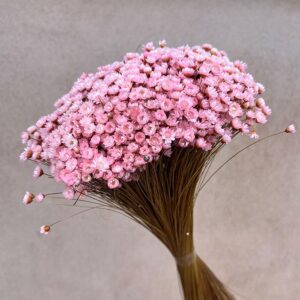 Star Flower, Pale Pink, Dried (Glixia) 100g 30-50cm