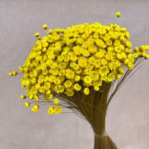 Star Flower, Yellow, Dried (Glixia) 100g 45cm