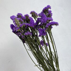 Statice sinuata, Natural Violet Purple, Dried, 80cm