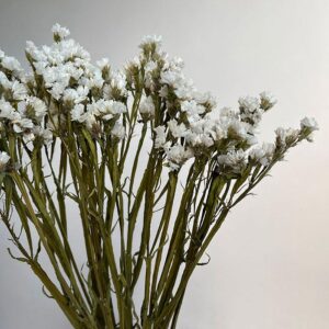 Statice sinuata, Natural White, Dried, 80cm