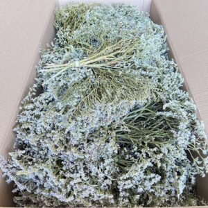 Statice Tatarica Dumosa, Natural White, Dried, up to 40cm 2KG ~ BOX DEAL