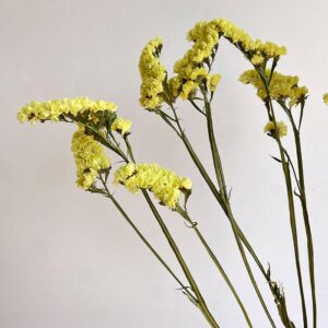 Statice sinuata, Natural Yellow, Dried, 70cm