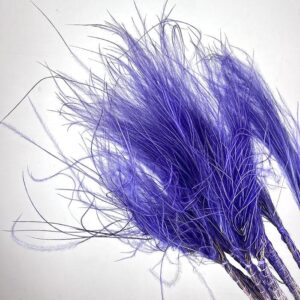 Stipa pennata Feather Grass, Deep Lilac, Dried, 50cm