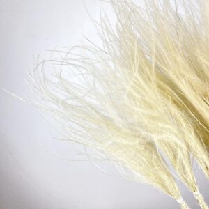 Stipa pennata Feather Grass, Natural Ivory, Dried (pre-tied mini bunches) 50cm