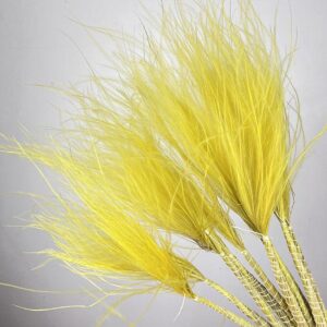 Stipa pennata Feather Grass, Yellow, Dried, 75cm