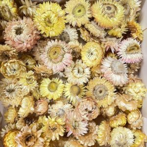 Helichrysum brac. Dried Loose Flower Heads, Natural Primrose Blush (Strawflowers) 500g