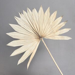 Sun Palms, White to Ivory, Dried