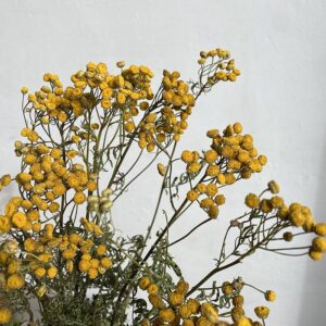 Tansy, Natural Yellow, Dried (Tanacetum vulgare) 60cm