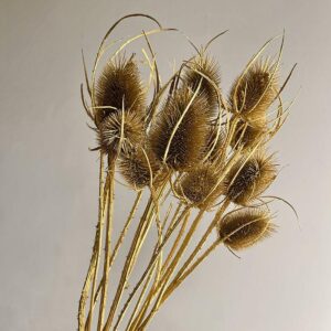 Teasels, Metallic Gold, Dried (Dipsacus) 50cm