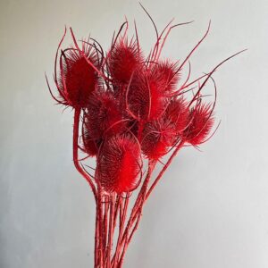 Teasels, Red, Dried (Dipsacus) 50cm