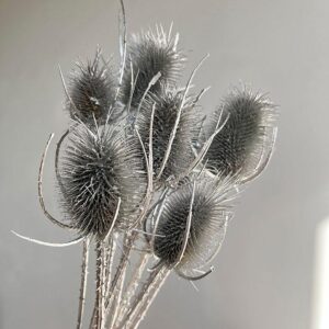 Teasels, Metallic Silver, Dried, 50cm
