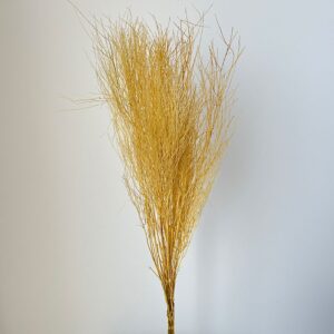 Asparagus virgatus, Golden Ecru, Preserved (Tree Fern) 65cm