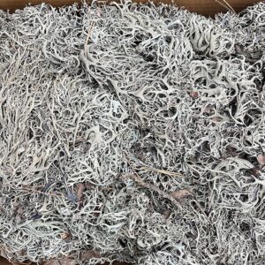 Tree Moss, Natural Grey, Dried, (Lichen) 50g