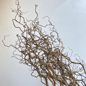 Branches - Cotton ~ Willow ~ Hazel