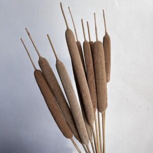 Typha Reeds, Natural Mocha Brown, Dried, Large (Cattails – Bulrush) 65-75cm