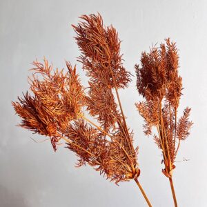 Umbrella Plant, Dark Orange, Dried 45cm