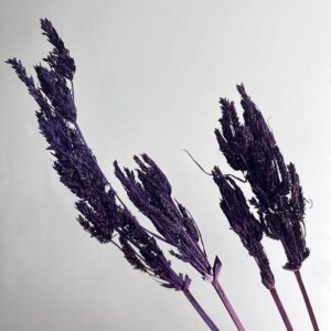 Umbrella Sedge, Aubergine Purple, Dried 45cm