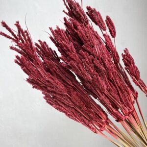 Umbrella Sedge, Dark Red, Dried, 45-50cm