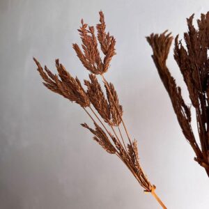 Umbrella Sedge, Dark Orange, Dried, 45-50cm