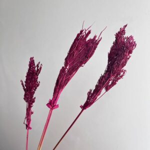 Umbrella Sedge, Deep Pinky Burgundy, Dried, 45cm